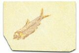 Detailed Fossil Fish (Knightia) - Wyoming #379305-1